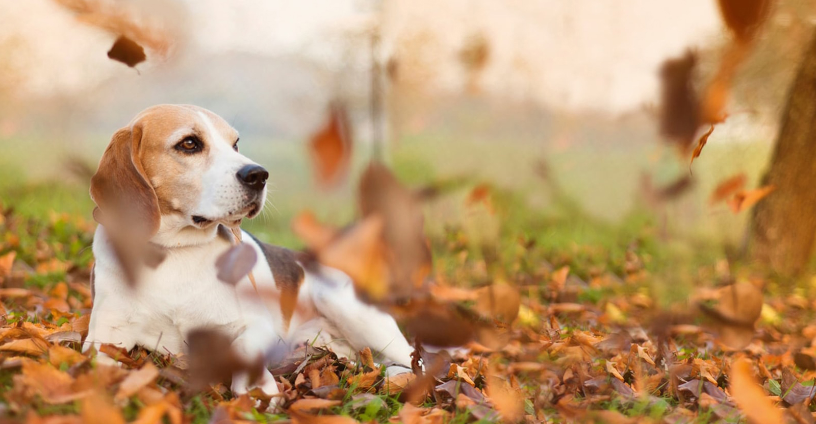 Beagle genießt das Herbstwetter